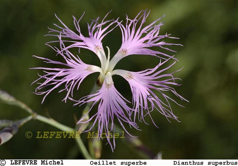 129 Oeillet superbe.jpg - Oeillet superbe - Dianthus superbus - Marais de St gond - Marne